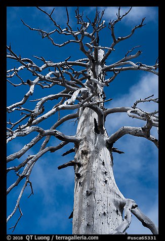 Fir skeleton, Snow Mountain Wilderness. Berryessa Snow Mountain National Monument, California, USA (color)