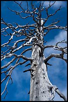 Fir skeleton, Snow Mountain Wilderness. Berryessa Snow Mountain National Monument, California, USA ( color)