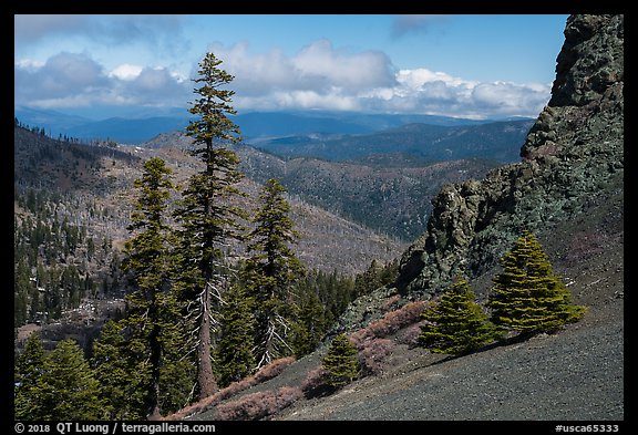 Pines and rocks, Snow Mountain Wilderness. Berryessa Snow Mountain National Monument, California, USA (color)
