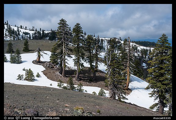 Conifer trees and snow near Snow Mountain summit. Berryessa Snow Mountain National Monument, California, USA