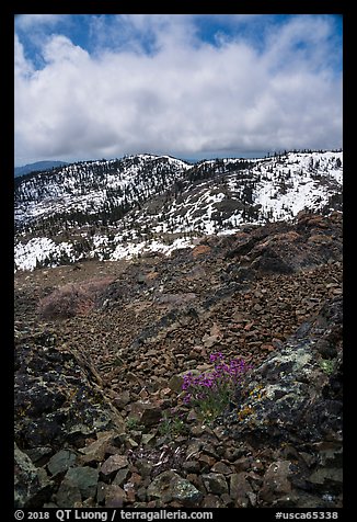 Alpine flowers on Snow Mountain summit. Berryessa Snow Mountain National Monument, California, USA