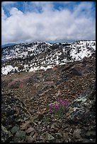 Alpine flowers on Snow Mountain summit. Berryessa Snow Mountain National Monument, California, USA ( color)