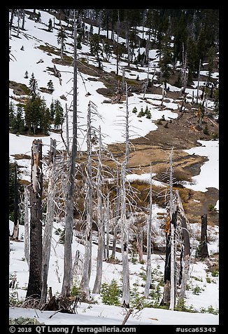 Tree skeletons and snow, Snow Mountain. Berryessa Snow Mountain National Monument, California, USA