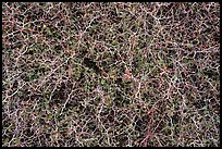 Closeup of spiny shrubs, Snow Mountain. Berryessa Snow Mountain National Monument, California, USA ( color)