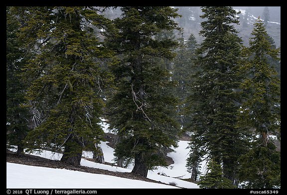 Snow falling in fir forest near Snow Mountain summit. Berryessa Snow Mountain National Monument, California, USA