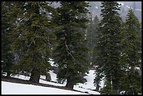 Snow falling in fir forest near Snow Mountain summit. Berryessa Snow Mountain National Monument, California, USA ( color)