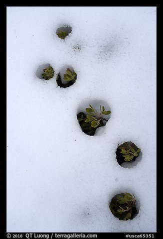 Plants emerging from snow, Snow Mountain Wilderness. Berryessa Snow Mountain National Monument, California, USA (color)