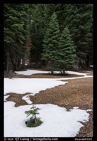Fir sappling surrouned by snow patch, Snow Mountain Wilderness. Berryessa Snow Mountain National Monument, California, USA