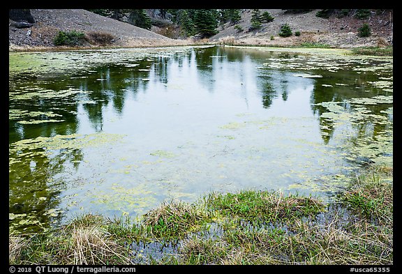 Pond with aquatic plants, Snow Mountain Wilderness. Berryessa Snow Mountain National Monument, California, USA (color)