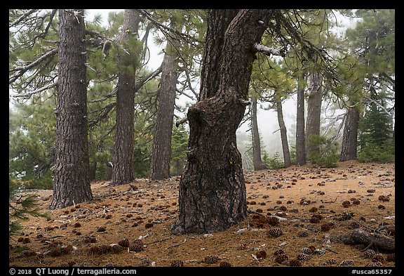 Pine forest in fog with fallen cones, Snow Mountain Wilderness. Berryessa Snow Mountain National Monument, California, USA (color)