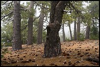 Pine forest in fog with fallen cones, Snow Mountain Wilderness. Berryessa Snow Mountain National Monument, California, USA ( color)