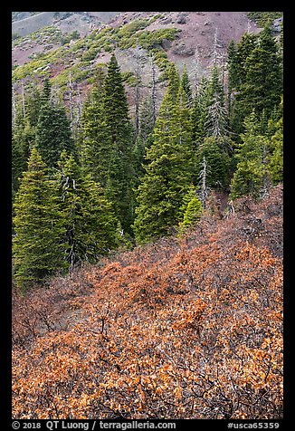 Greens of firs contrast with shurbs on slope, Snow Mountain. Berryessa Snow Mountain National Monument, California, USA