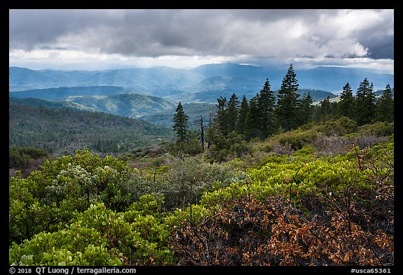 Manzanita hedges with distant rays piercing clouds, Snow Mountain. Berryessa Snow Mountain National Monument, California, USA