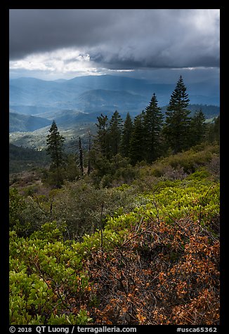 Manzanita hedges with distant rain showers, Snow Mountain. Berryessa Snow Mountain National Monument, California, USA