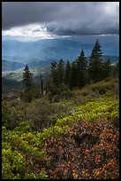 Manzanita hedges with distant rain showers, Snow Mountain. Berryessa Snow Mountain National Monument, California, USA ( color)