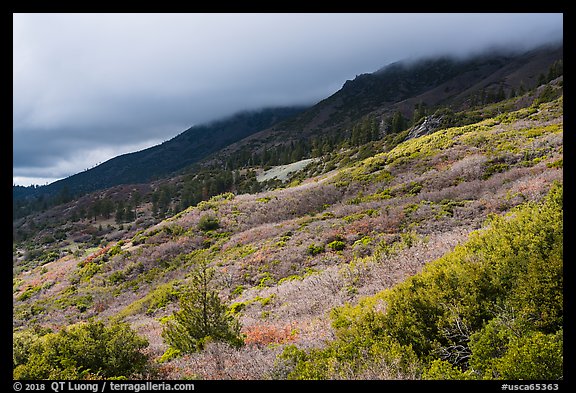 Manzanita hedges with low clouds enveloping summits, Snow Mountain. Berryessa Snow Mountain National Monument, California, USA