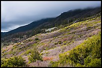 Manzanita hedges with low clouds enveloping summits, Snow Mountain. Berryessa Snow Mountain National Monument, California, USA ( color)