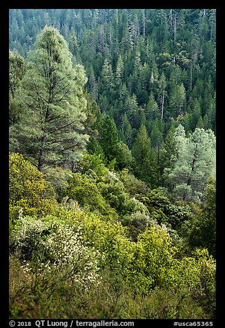 Lush mixed forest in valley near Bear Creek. Berryessa Snow Mountain National Monument, California, USA (color)