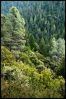 Lush mixed forest in valley near Bear Creek. Berryessa Snow Mountain National Monument, California, USA ( color)