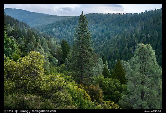Lush forested valley near Bear Creek. Berryessa Snow Mountain National Monument, California, USA (color)