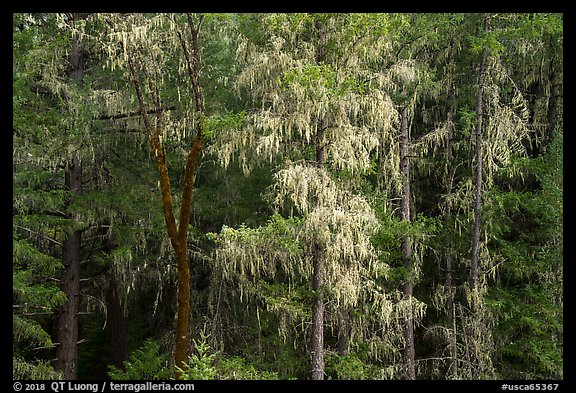 Trees drapped in moss near Bear Creek. Berryessa Snow Mountain National Monument, California, USA