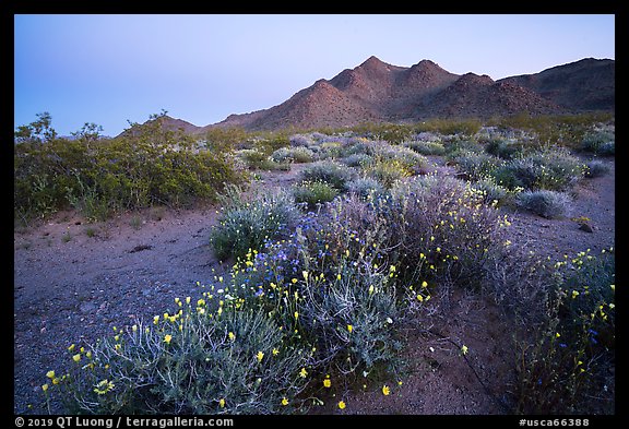 Spring wildflowers and mountains at dusk. Mojave Trails National Monument, California, USA