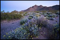 Spring wildflowers and mountains at dusk. Mojave Trails National Monument, California, USA ( color)