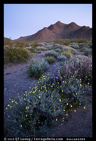 Annual desert wildflowers at dusk. Mojave Trails National Monument, California, USA (color)