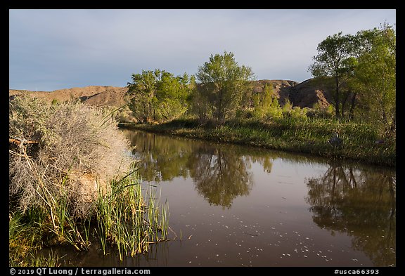 Cottonwood trees reflected in Mojave River. Mojave Trails National Monument, California, USA