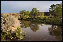 Cottonwood trees reflected in Mojave River. Mojave Trails National Monument, California, USA ( color)