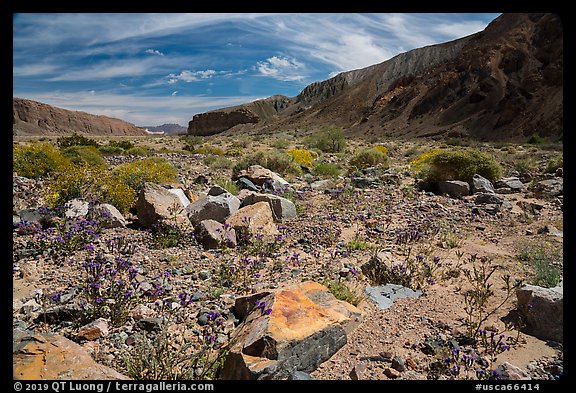 Desert wildflowers on Afton Canyon floor. Mojave Trails National Monument, California, USA (color)