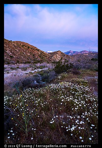 Wildflowers at dawn with distant snowy San Giorgono Mountain. Sand to Snow National Monument, California, USA (color)