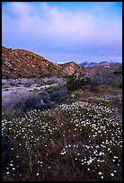 Wildflowers at dawn with distant snowy San Giorgono Mountain. Sand to Snow National Monument, California, USA ( color)