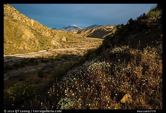 Wildflowers and San Giorgono Mountains, Mission Creek Preserve. Sand to Snow National Monument, California, USA (color)