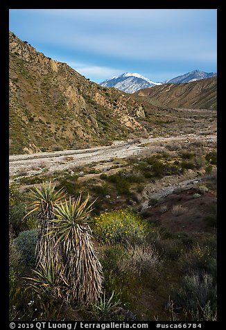 Yucca, wildflowers and San Giorgono Mountain, Mission Creek Preserve. Sand to Snow National Monument, California, USA (color)
