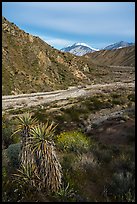 Yucca, wildflowers and San Giorgono Mountain, Mission Creek Preserve. Sand to Snow National Monument, California, USA ( color)