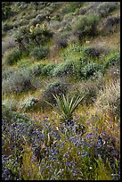 Yucca and wildflowers in bloom, Mission Creek. Sand to Snow National Monument, California, USA ( color)