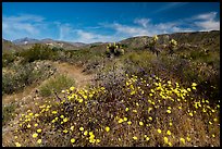 Wildflowers and yuccas on desert floor. Sand to Snow National Monument, California, USA ( color)