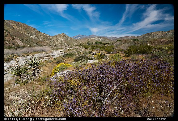 Desert wildflowers in valley, Mission Creek. Sand to Snow National Monument, California, USA (color)