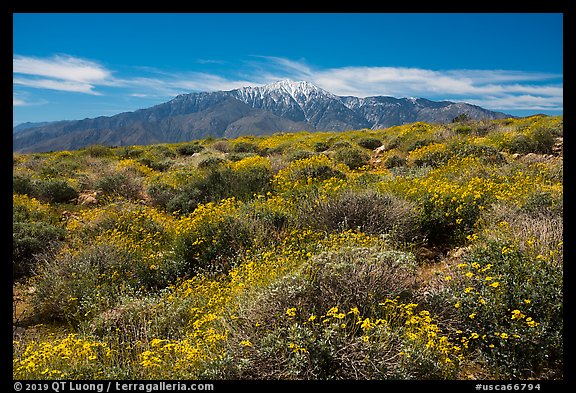 Brittlebush in bloom and San Jacinto Mountains. Sand to Snow National Monument, California, USA (color)