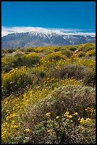 Brittlebush in bloom and San Jacinto Peak. Sand to Snow National Monument, California, USA ( color)
