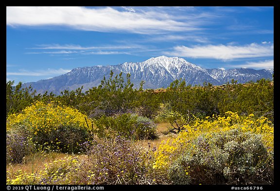 Blooming Brittlebush and snowy San Jacinto Peak. Sand to Snow National Monument, California, USA (color)