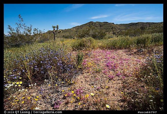 Desert Wildflowers and Flat Top Butte. Sand to Snow National Monument, California, USA (color)