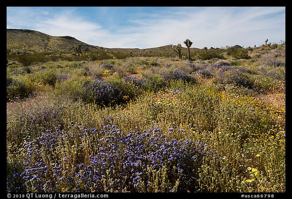 Desert wildflower carpet, Flat Top Butte. Sand to Snow National Monument, California, USA (color)