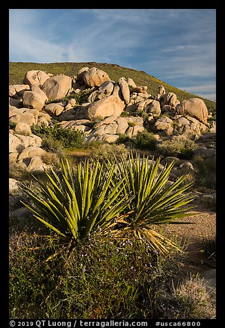 Yucca and boulders, Flat Top Butte. Sand to Snow National Monument, California, USA (color)