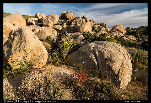 Wildflowers, yucca and boulders, Flat Top Butte. Sand to Snow National Monument, California, USA (color)
