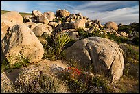 Wildflowers, yucca and boulders, Flat Top Butte. Sand to Snow National Monument, California, USA ( color)