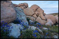 Wildflowers and boulders. Sand to Snow National Monument, California, USA ( color)