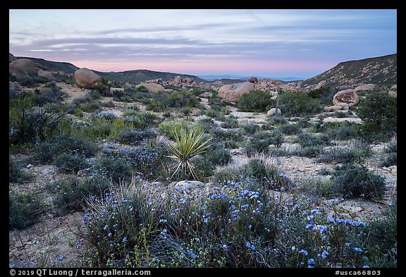Wildflowers and yucca in valley between Flat Top Butte and Black Lava Butte. Sand to Snow National Monument, California, USA (color)