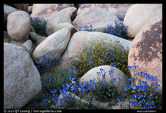 Wildflowers growing between boulders. Sand to Snow National Monument, California, USA (color)
